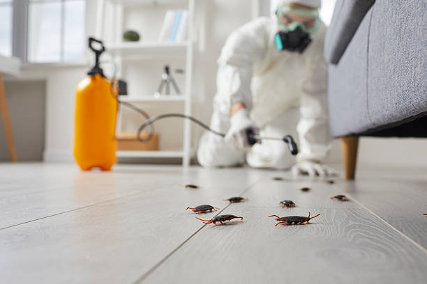 Commercial Rodent Management in Bedford